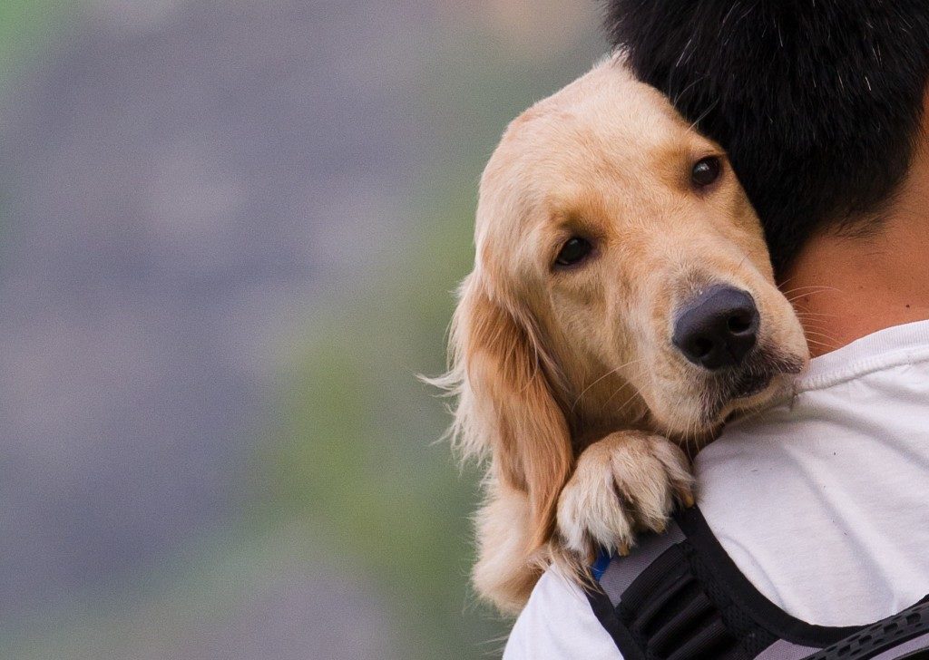carrying a dog