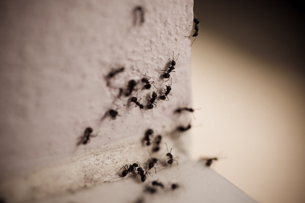 Ants on the wall