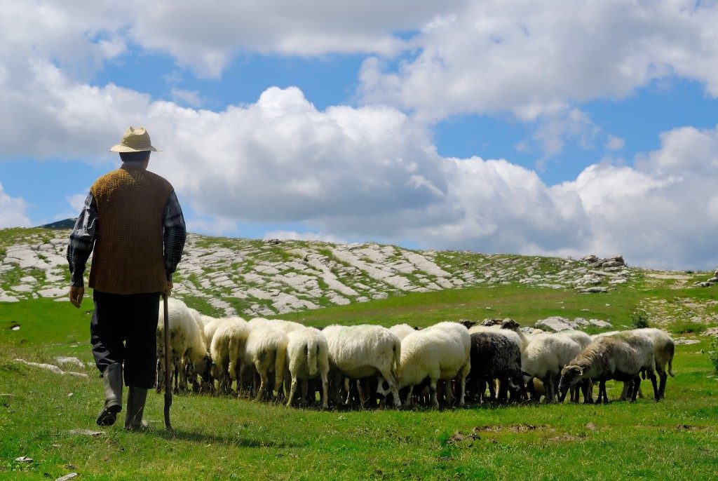 sheep farmer
